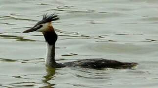 Great Crested Grebe