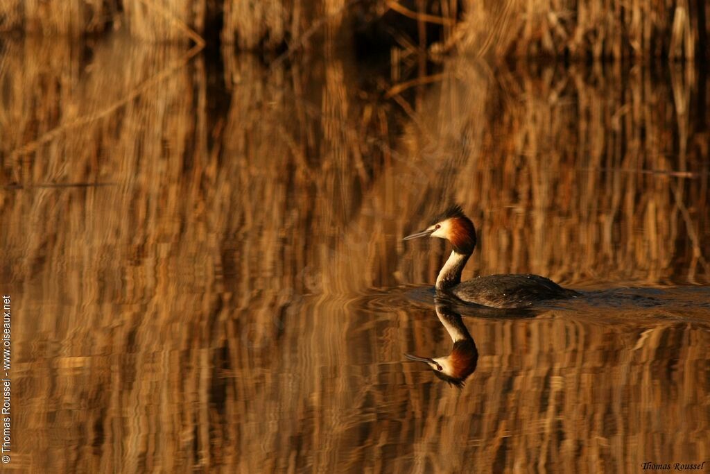 Great Crested Grebe, identification