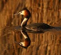 Great Crested Grebe