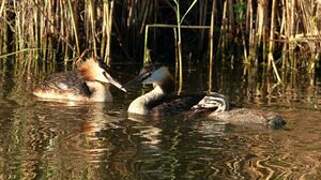 Great Crested Grebe