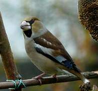 Hawfinch