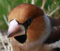 Hawfinch