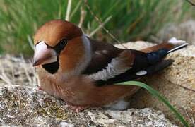 Hawfinch