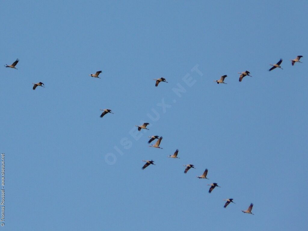 Common Crane, Flight