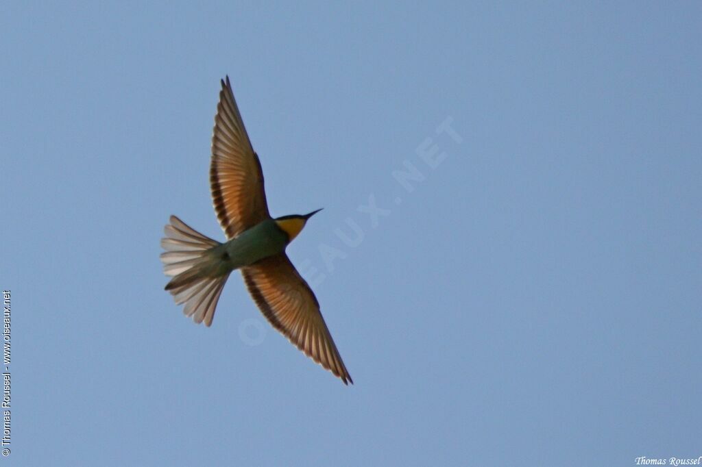 European Bee-eater, Flight