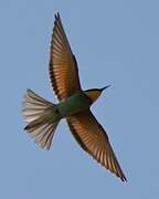 European Bee-eater