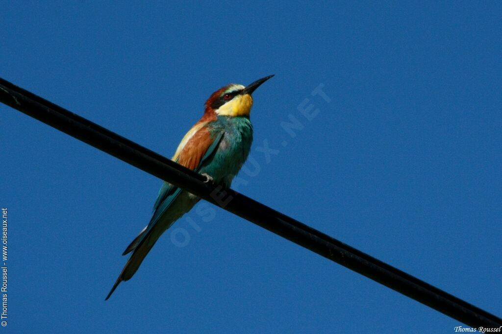 Guêpier d'Europe, identification