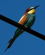 European Bee-eater