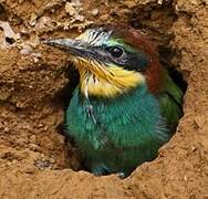 European Bee-eater