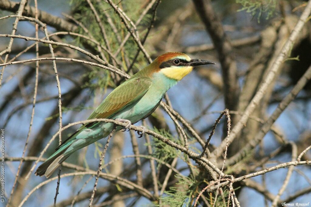 European Bee-eater, identification