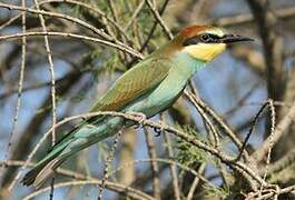 European Bee-eater