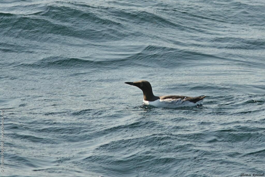 Guillemot de Troïl, identification