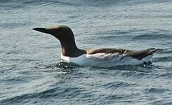 Guillemot de Troïl