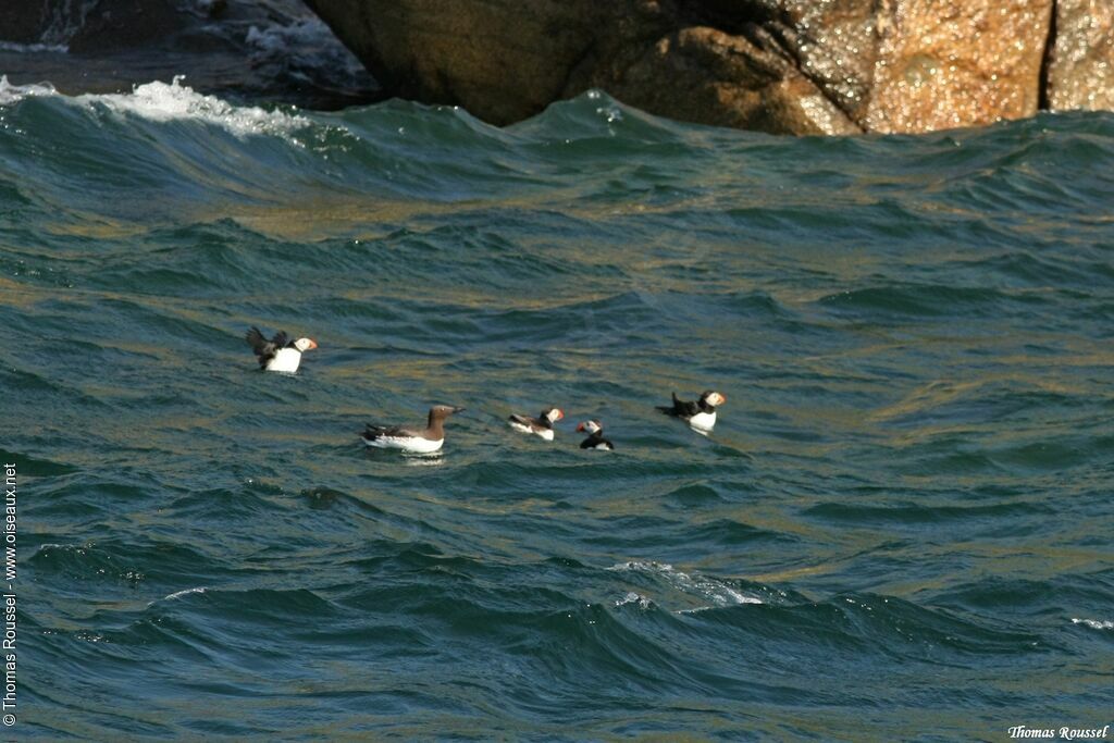 Common Murre