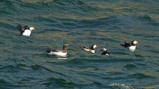 Common Murre