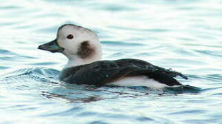 Long-tailed Duck