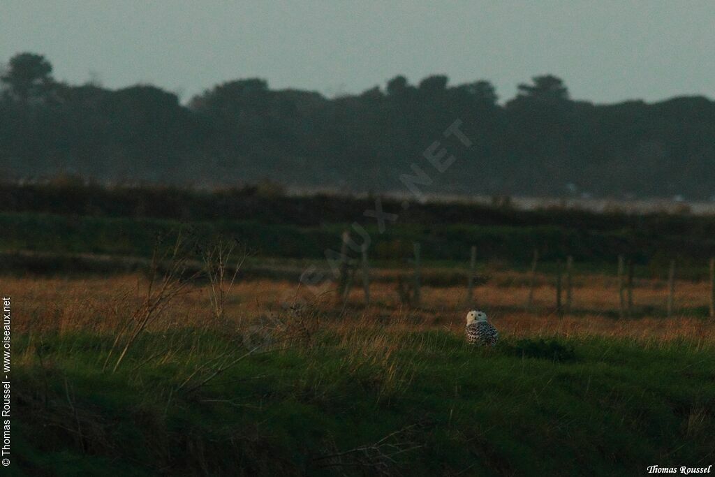 Snowy Owl female Second year