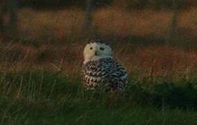 Snowy Owl