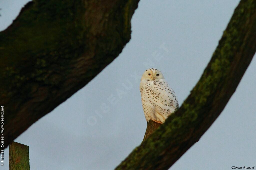 Harfang des neiges