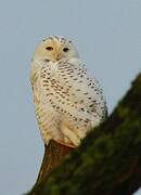 Snowy Owl