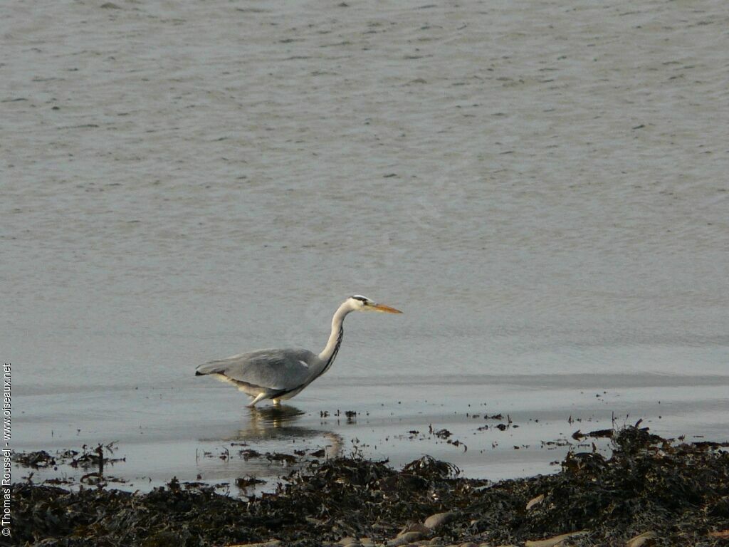 Grey Heronadult, identification