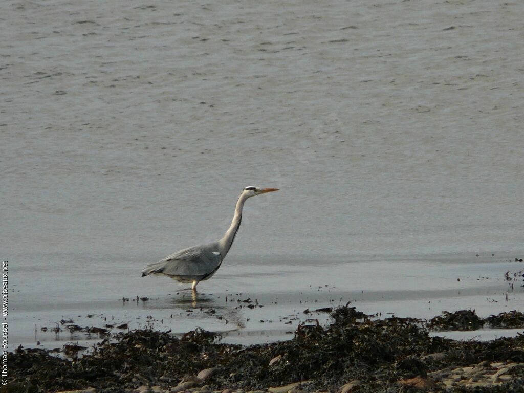 Grey Heron, identification