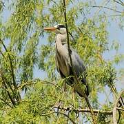 Grey Heron