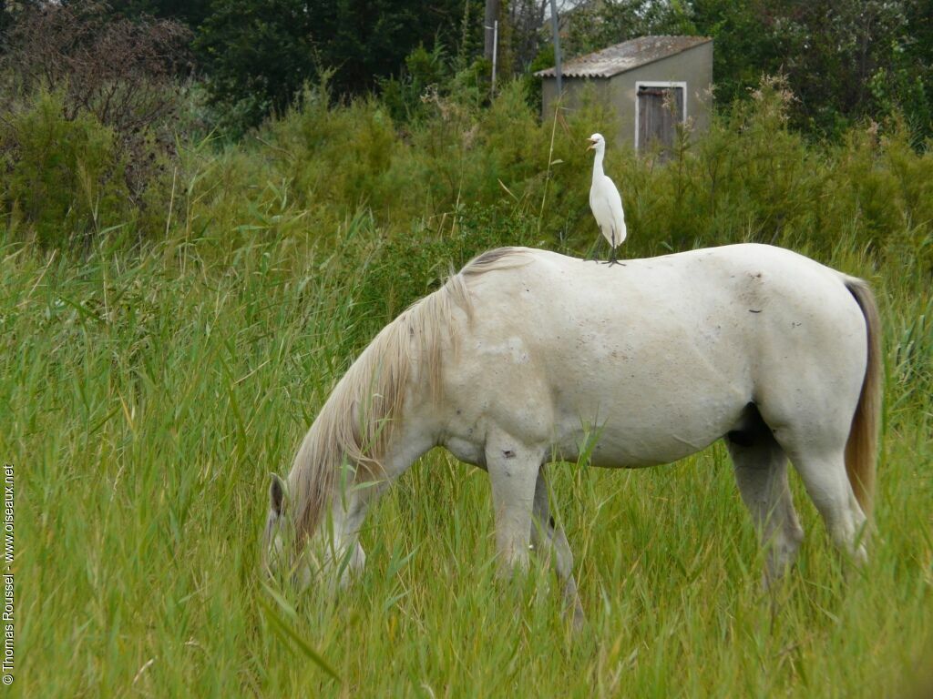 Western Cattle Egret, identification