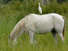 Western Cattle Egret