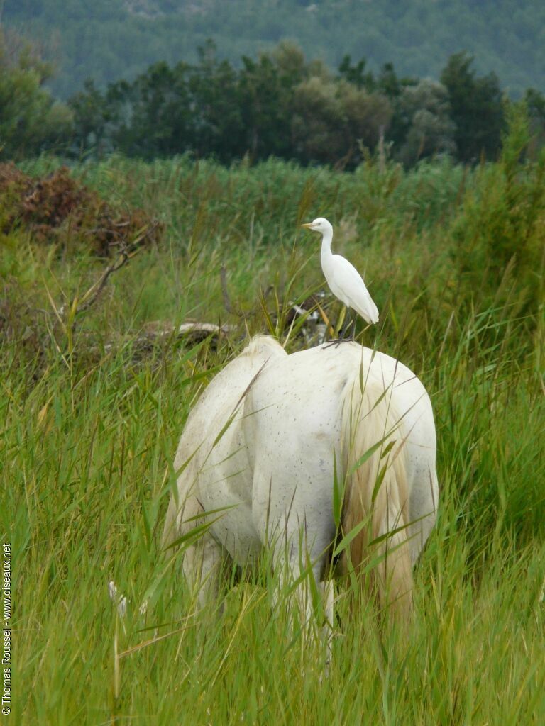 Western Cattle Egret