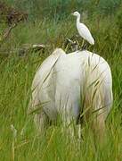 Western Cattle Egret