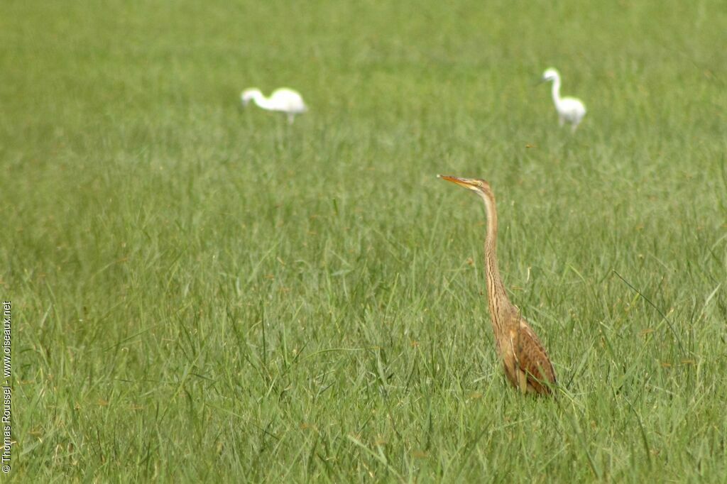 Purple Heron