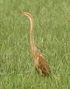 Purple Heron