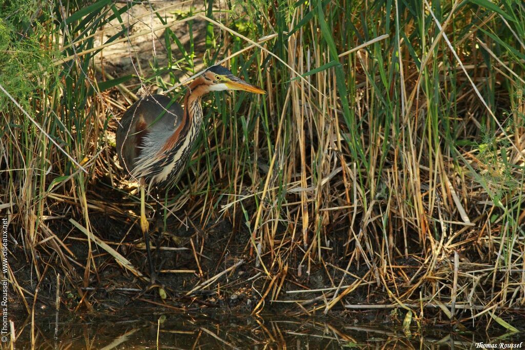 Purple Heron, identification