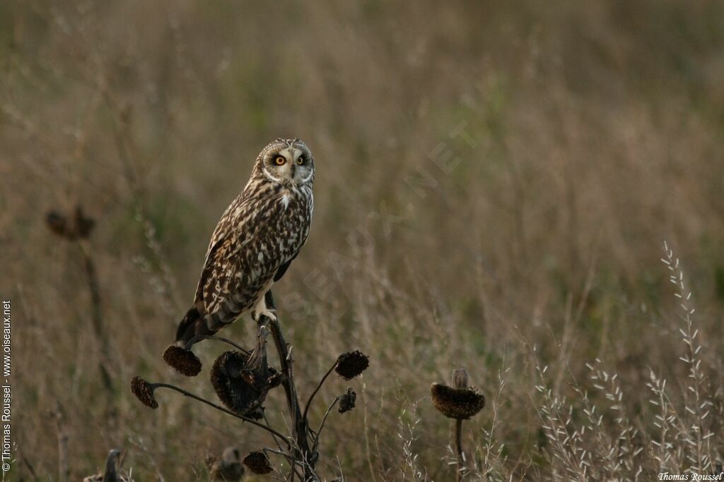 Hibou des marais, Nidification