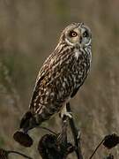 Short-eared Owl