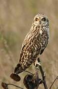 Short-eared Owl