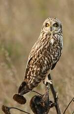 Hibou des marais