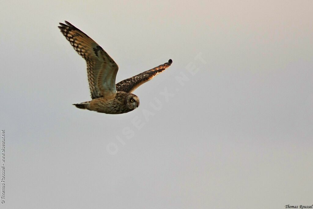 Hibou des marais, Vol