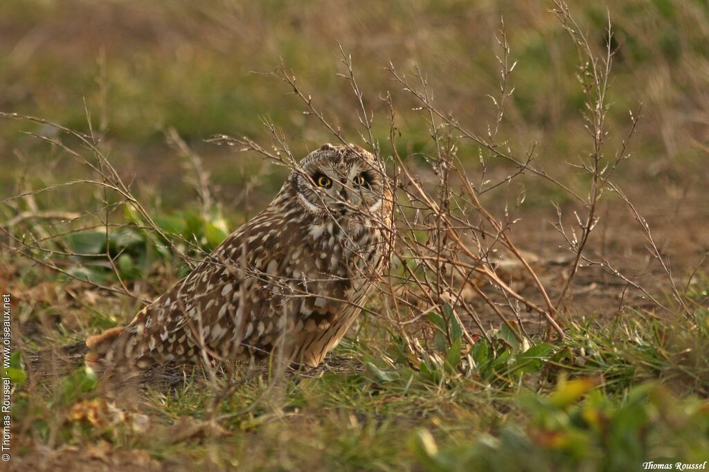 Hibou des marais, identification