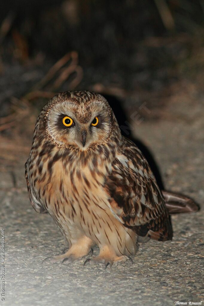 Hibou des marais, identification