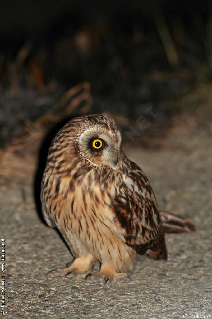 Hibou des marais