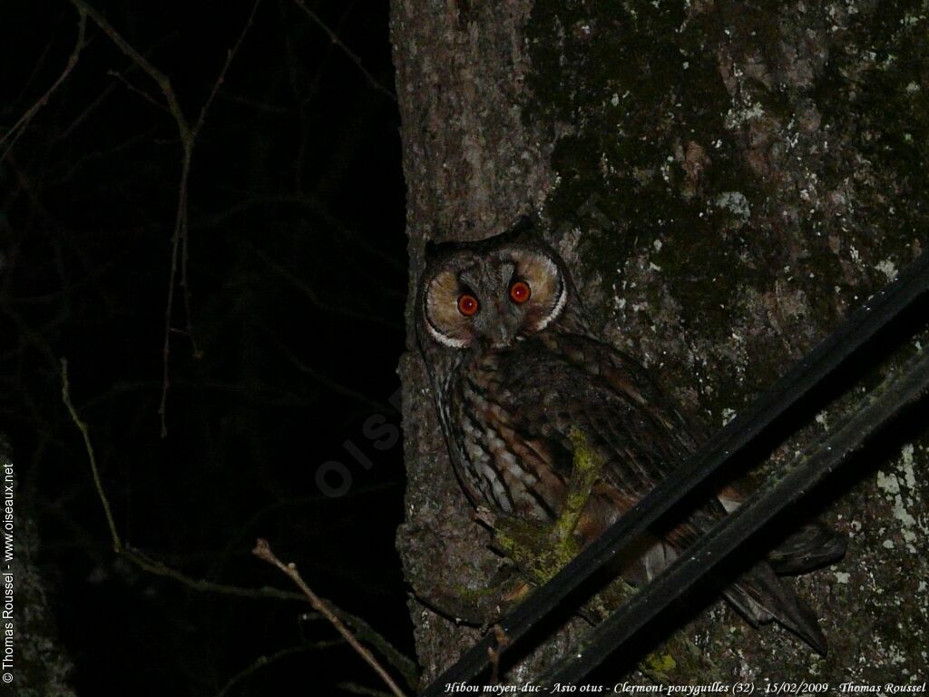 Long-eared Owladult