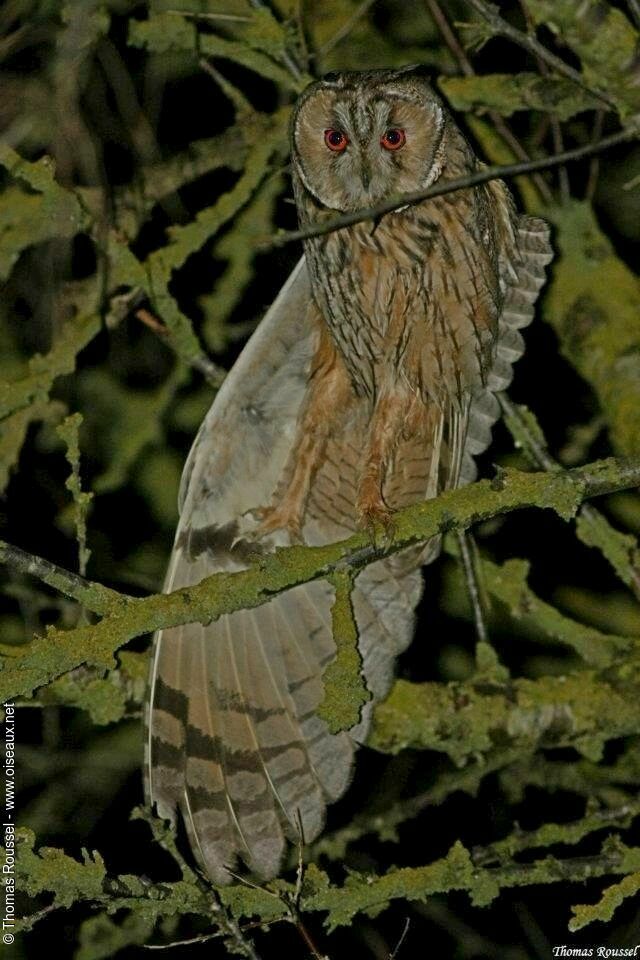 Hibou moyen-duc, identification, Comportement