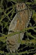 Long-eared Owl