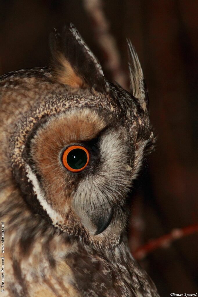 Long-eared Owl