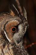 Long-eared Owl