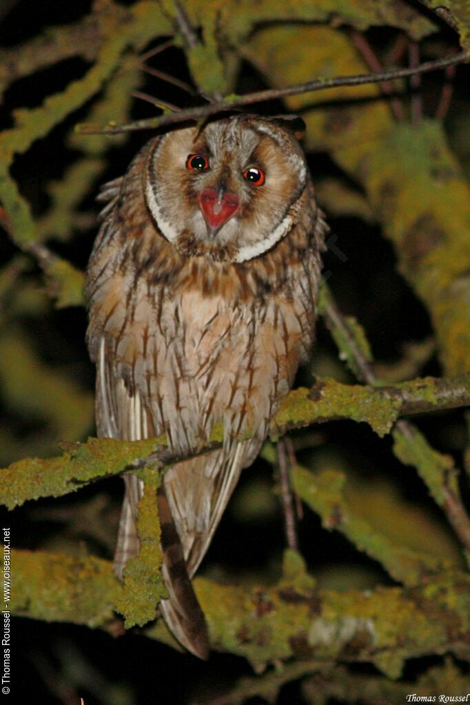 Hibou moyen-duc, Comportement