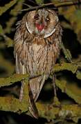 Long-eared Owl