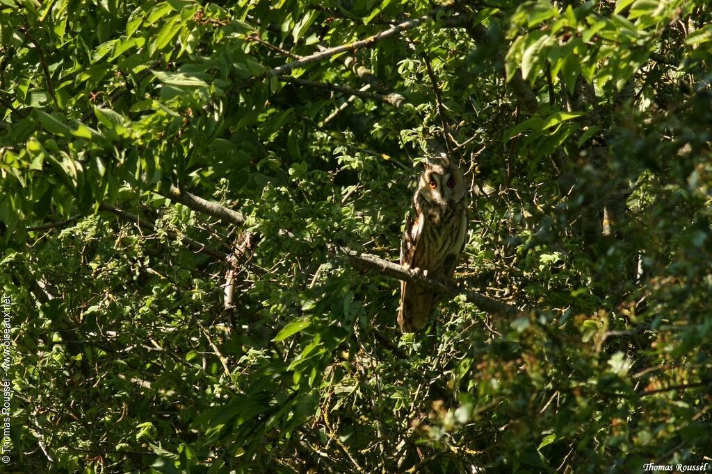 Long-eared Owl